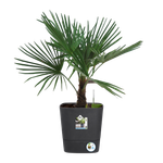 greensense aqua care vierkant 38cm houtskoolgrijs